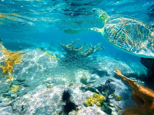 undersea life villla serena